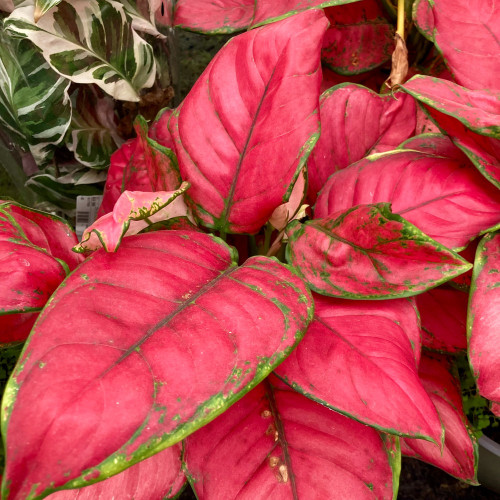 Aglaonema Sun Star - Pot De 17 Cm