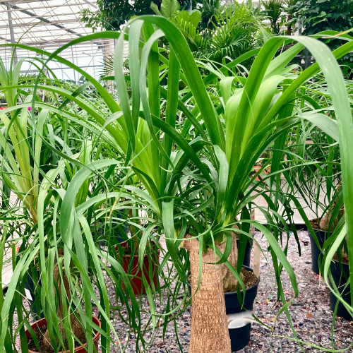 Beaucarnea Arbre Bouteille - Pot De 19 Cm