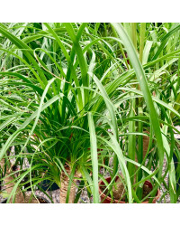 Beaucarnea - Pot De 17 Cm