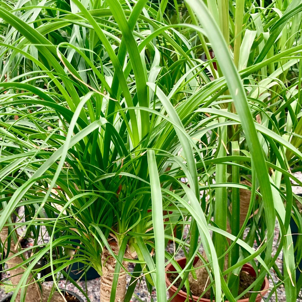 Beaucarnea - Pot De 17 Cm