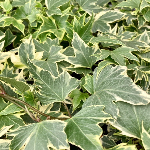 Lierre hedera yellow ripple
