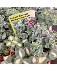 Sedum Sieboldii Mediovariegatus