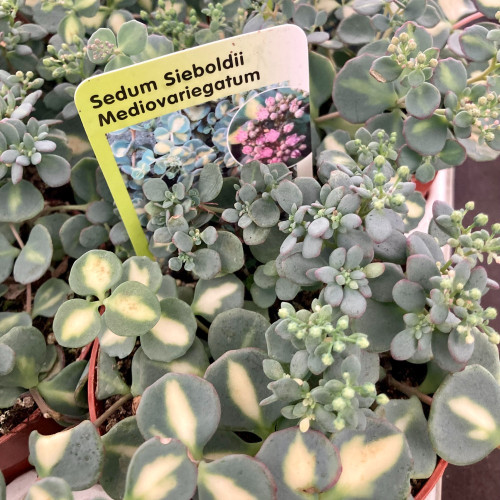 Sedum Sieboldii Mediovariegatus