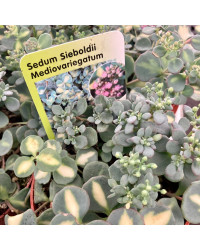 Sedum Sieboldii Mediovariegatus