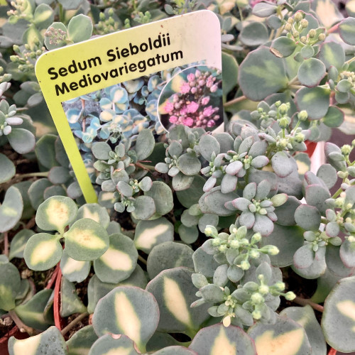 Sedum Sieboldii Mediovariegatus