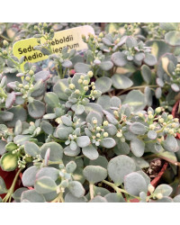 Sedum Sieboldii Mediovariegatus