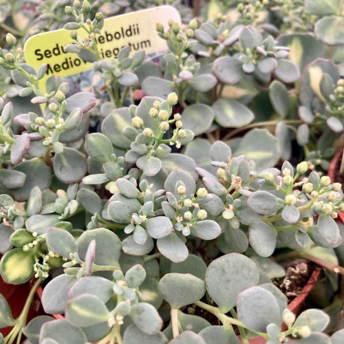 Sedum Sieboldii Mediovariegatus