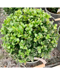 Buis Boule avec Pot déco zinc de 19cm