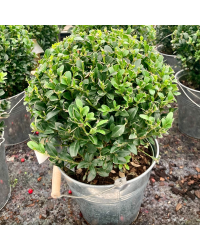 Buis Boule avec Pot déco zinc de 19cm