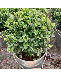 Buis Boule avec Pot déco zinc de 19cm