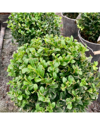 Buis Boule avec Pot déco zinc de 19cm