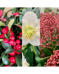 Gaultheria, Héllèbore et Skimmia, Lot de 6 Vivaces d\'Hiver