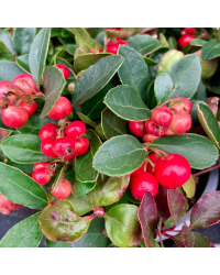 Ensemble de 6 plantes d'Hiver