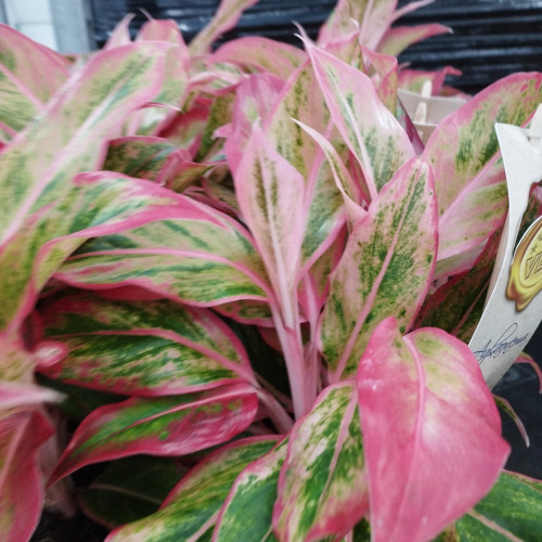 Aglaonema Aurora Gold - Pot De 12 Cm