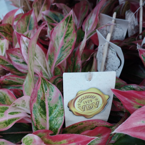 Aglaonema Aurora Gold - Pot De 12 Cm