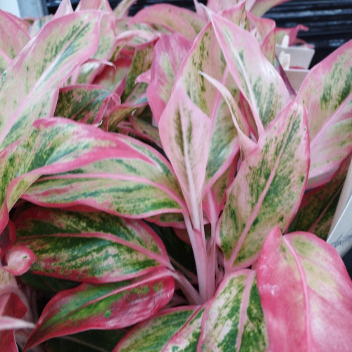 Aglaonema Aurora Gold - Pot De 12 Cm