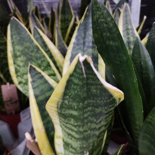 Sansevieria Superba - Pot De 12 Cm