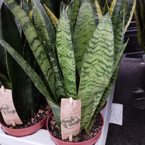 Sansevieria Zeylanica Fan Decorum - Pot De 11 Cm