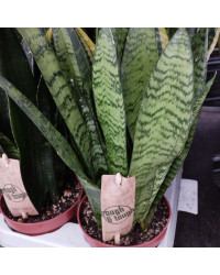 Sansevieria Zeylanica Fan Decorum - Pot De 11 Cm