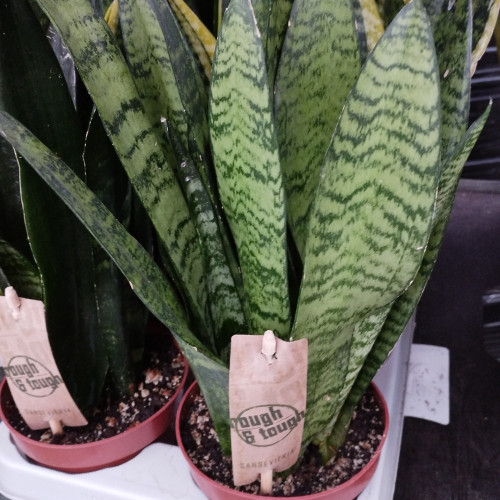 Sansevieria Zeylanica Fan Decorum - Pot De 11 Cm