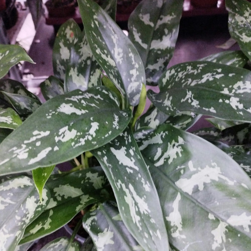 Aglaonema Maria - Pot De 14 Cm