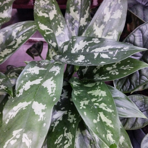 Aglaonema Maria - Pot De 14 Cm