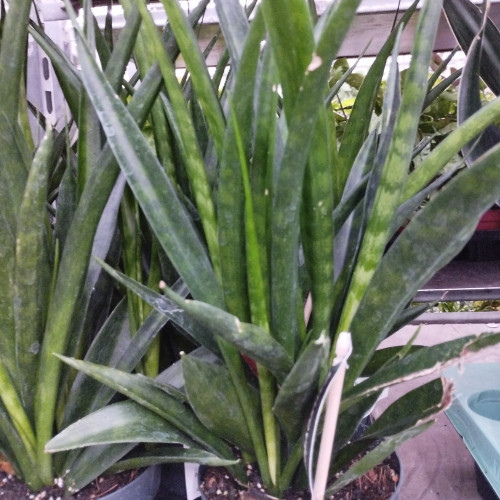 Sansevieria Kirki Friends - Pot De 12 Cm