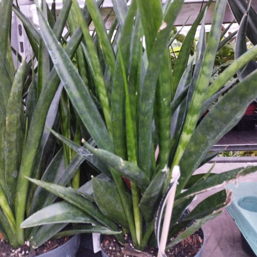 Sansevieria Kirki Friends - Pot De 12 Cm