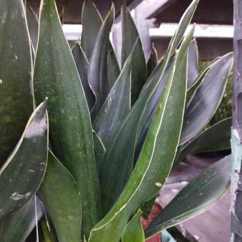 Sansevieria Black Diamond Decorum - Pot De 14 Cm