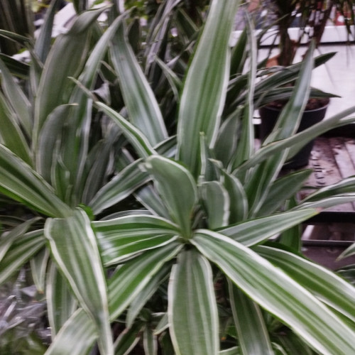 Dracaena Marginata Vert et Blanc - Pot De 17 Cm