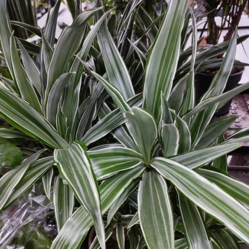 Dracaena Marginata Vert et Blanc - Pot De 17 Cm