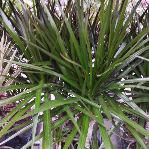 Dracaena Marginata 30-10 Vert - Pot De 17 Cm