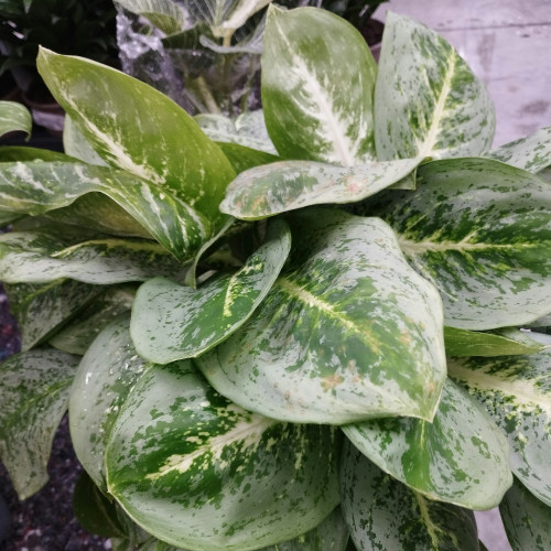 Aglaonema Cédrat Menthe - Pot De 19 Cm