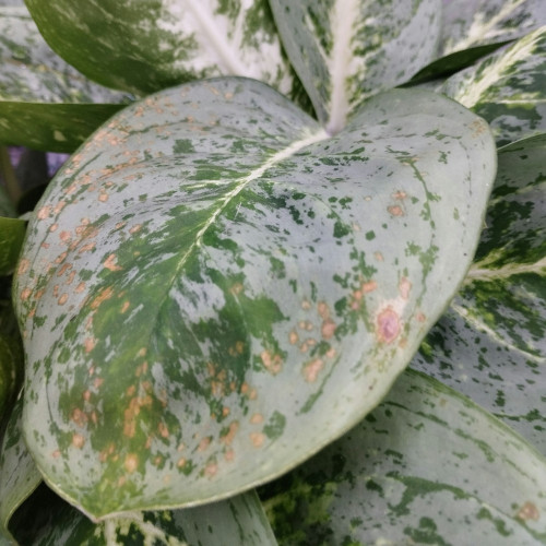 Aglaonema Cédrat Menthe - Pot De 19 Cm