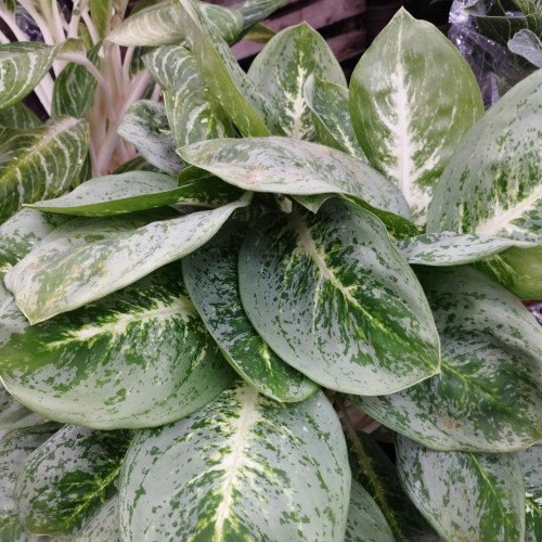 Aglaonema Cédrat Menthe - Pot De 19 Cm