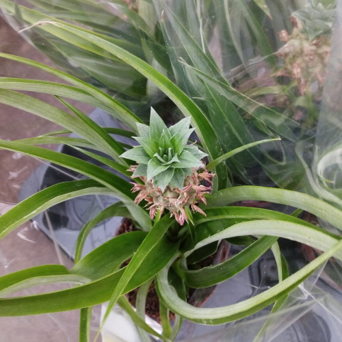 Ananas Mi Amigo Pure Collection - Pot De 12 Cm