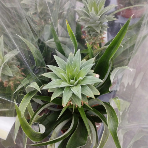 Ananas Mi Amigo Pure Collection - Pot De 12 Cm