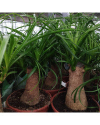 Beaucarnea Pied DÉléphant Stam 30-40cm