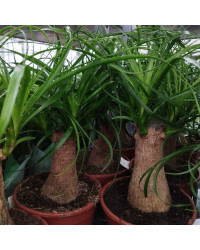 Beaucarnea Pied DÉléphant Stam 30-40cm