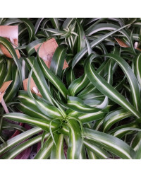Chlorophytum Plante Araignée Comosum Retombante