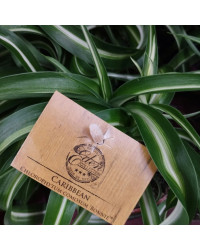 Chlorophytum Plante Araignée Comosum Retombante