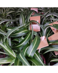 Chlorophytum Plante Araignée Comosum Retombante