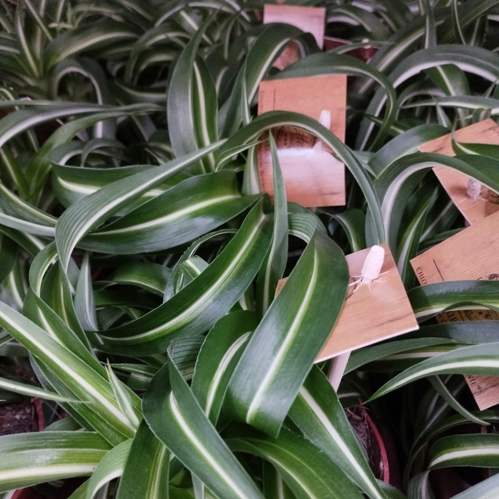 Chlorophytum Plante Araigne Comosum Retombante | Coclicoh.Com