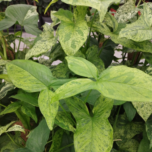 Syngonium Mottled - Pot De 16 Cm