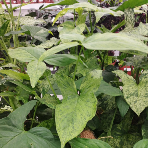 Syngonium Mottled - Pot De 16 Cm