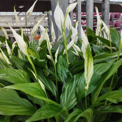 Spathiphyllum Chopin Décorum - Pot De 9 Cm