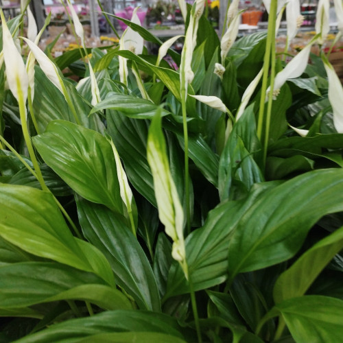 Spathiphyllum Chopin Décorum - Pot De 9 Cm