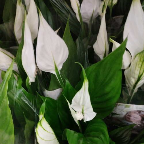 Spathiphyllum Strauss Décorum - Pot De 13 Cm