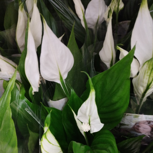 Spathiphyllum Strauss Décorum - Pot De 13 Cm