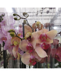 Orchidée Phalaenopsis Las Vegas
